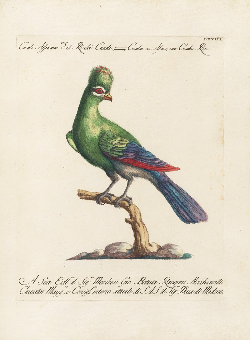Ornithologia methodice digesta Pl.073 by Saverio Manetti, 1767-1776 — digital art print download