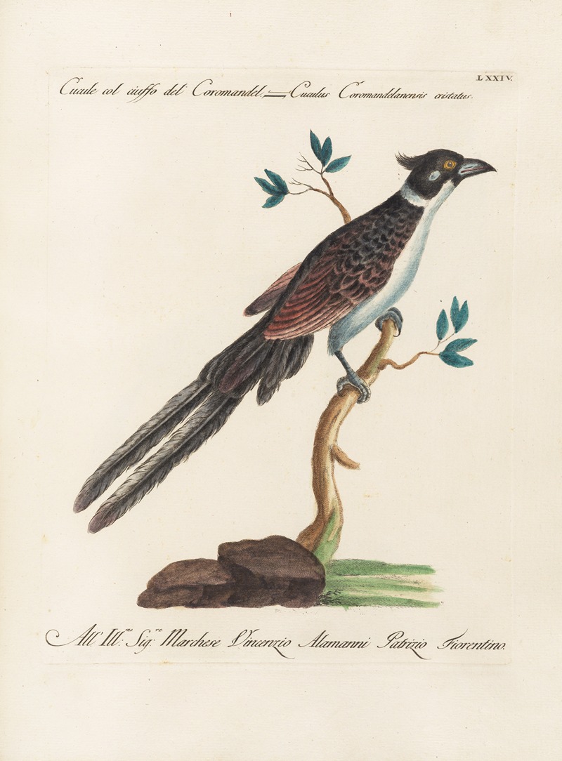 Ornithologia methodice digesta Pl.074 by Saverio Manetti, 1767-1776 — digital art print download
