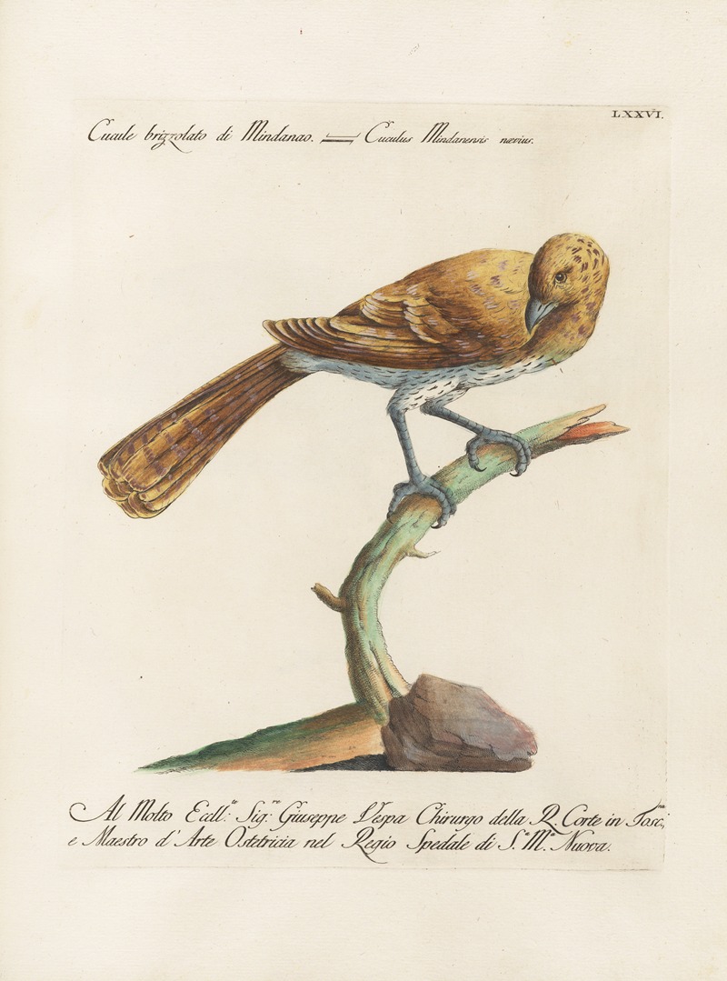 Ornithologia methodice digesta Pl.076 by Saverio Manetti, 1767-1776 — digital art print download