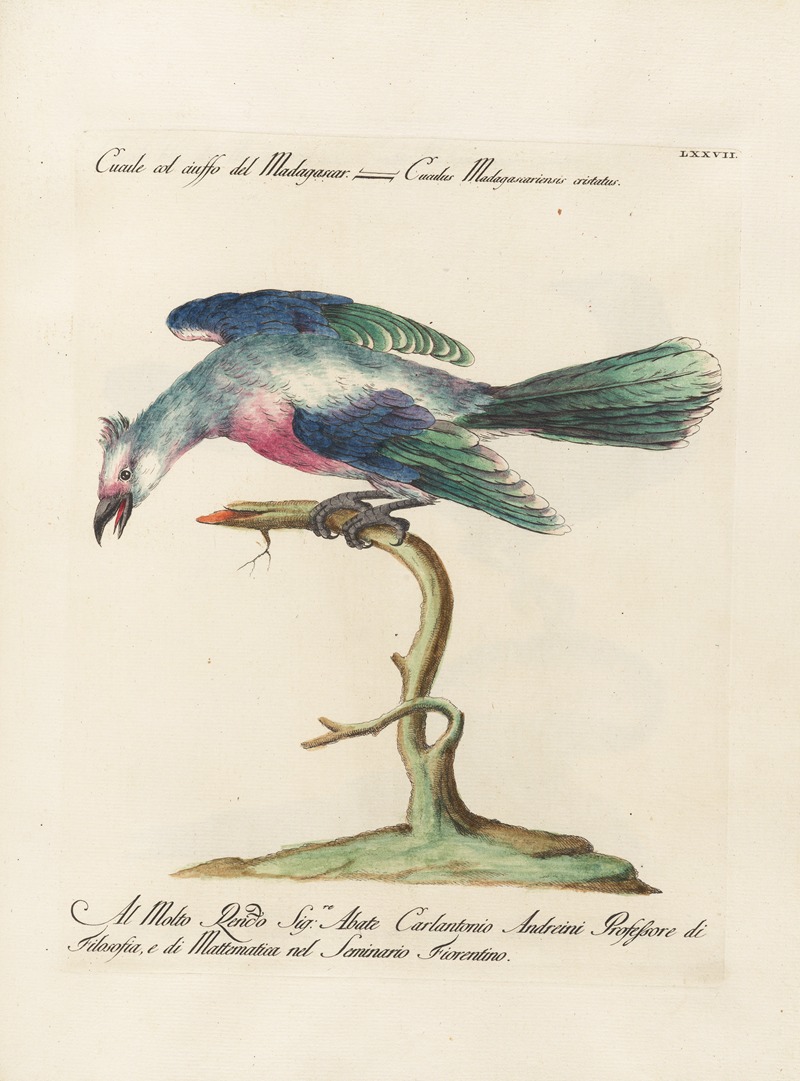 Ornithologia methodice digesta Pl.077 by Saverio Manetti, 1767-1776 — digital art print download