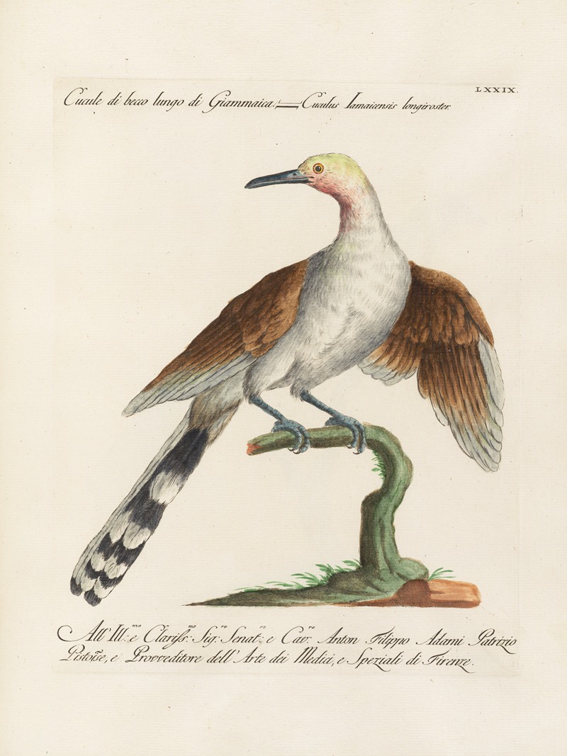 Ornithologia methodice digesta Pl.079 by Saverio Manetti, 1767-1776 — digital art print download