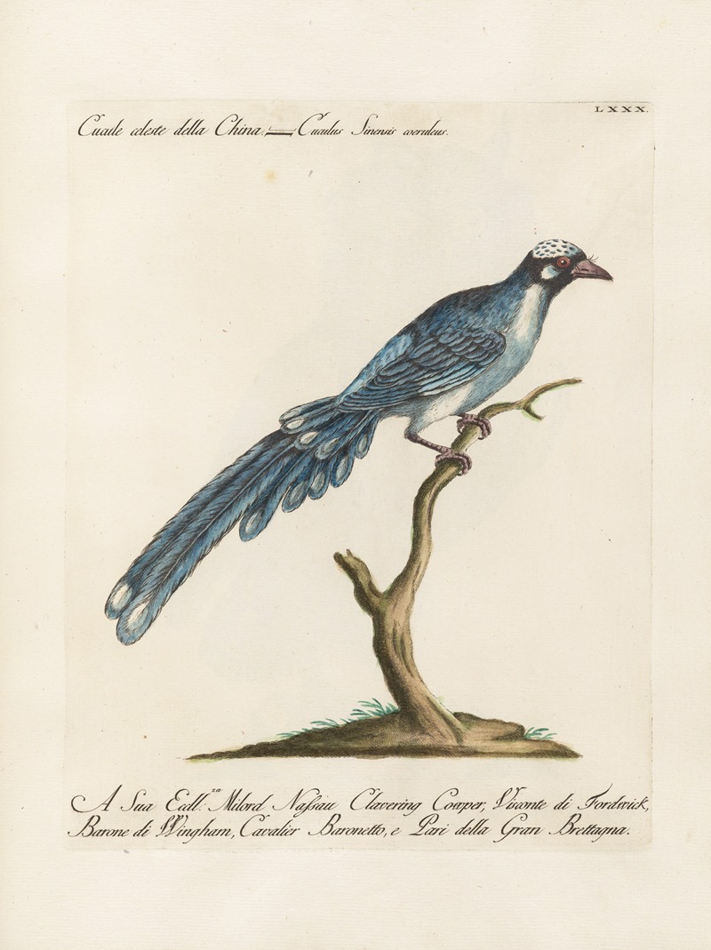 Ornithologia methodice digesta Pl.080 by Saverio Manetti, 1767-1776 — digital art print download