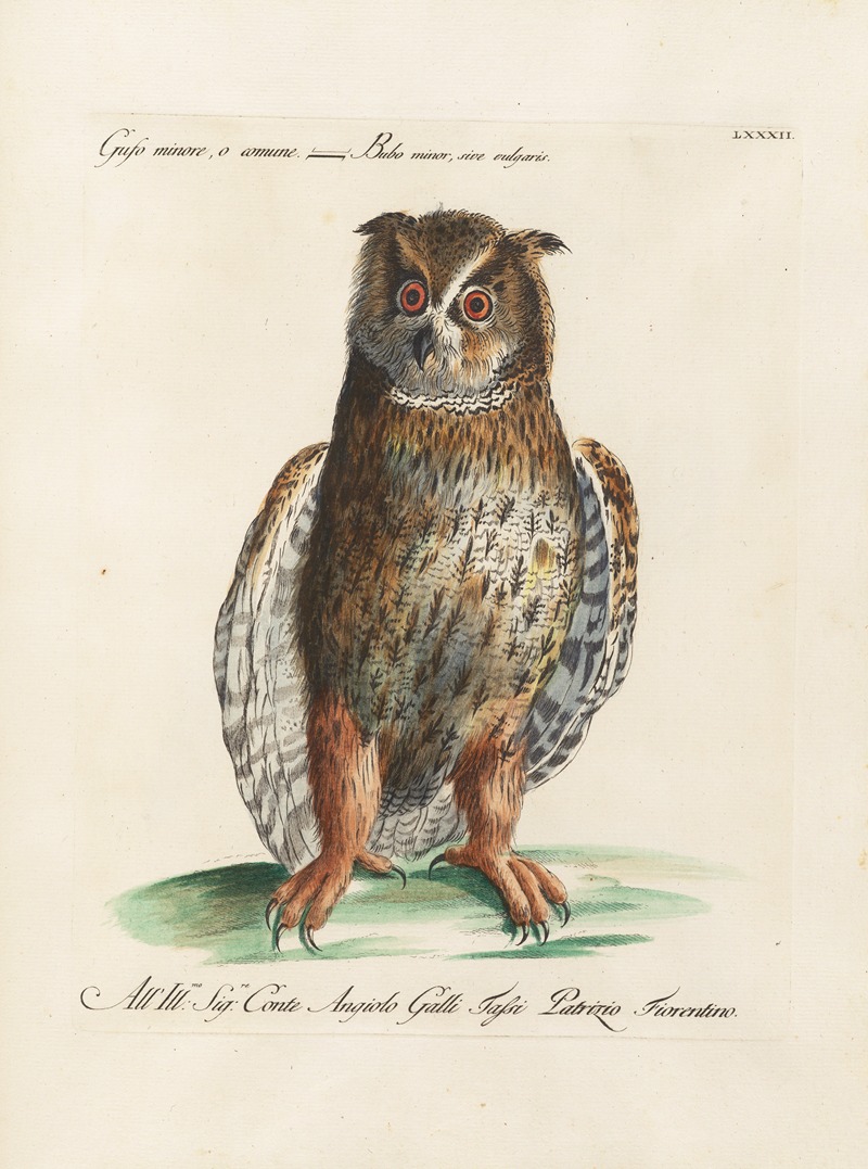Ornithologia methodice digesta Pl.082 by Saverio Manetti, 1767-1776 — digital art print download
