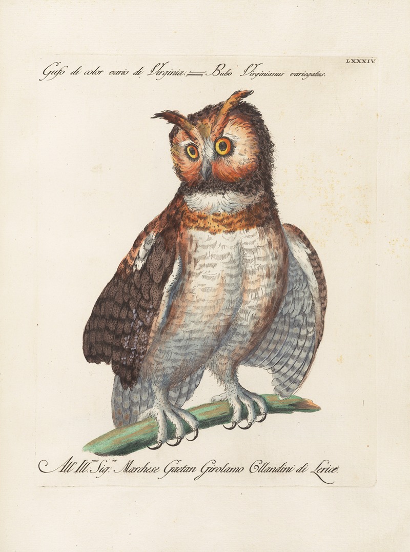 Ornithologia methodice digesta Pl.084 by Saverio Manetti, 1767-1776 — digital art print download