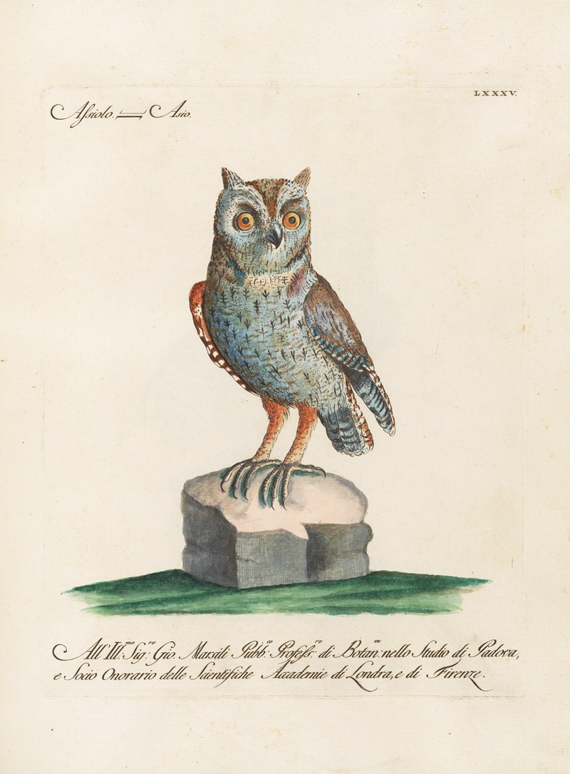 Ornithologia methodice digesta Pl.085 by Saverio Manetti, 1767-1776 — digital art print download
