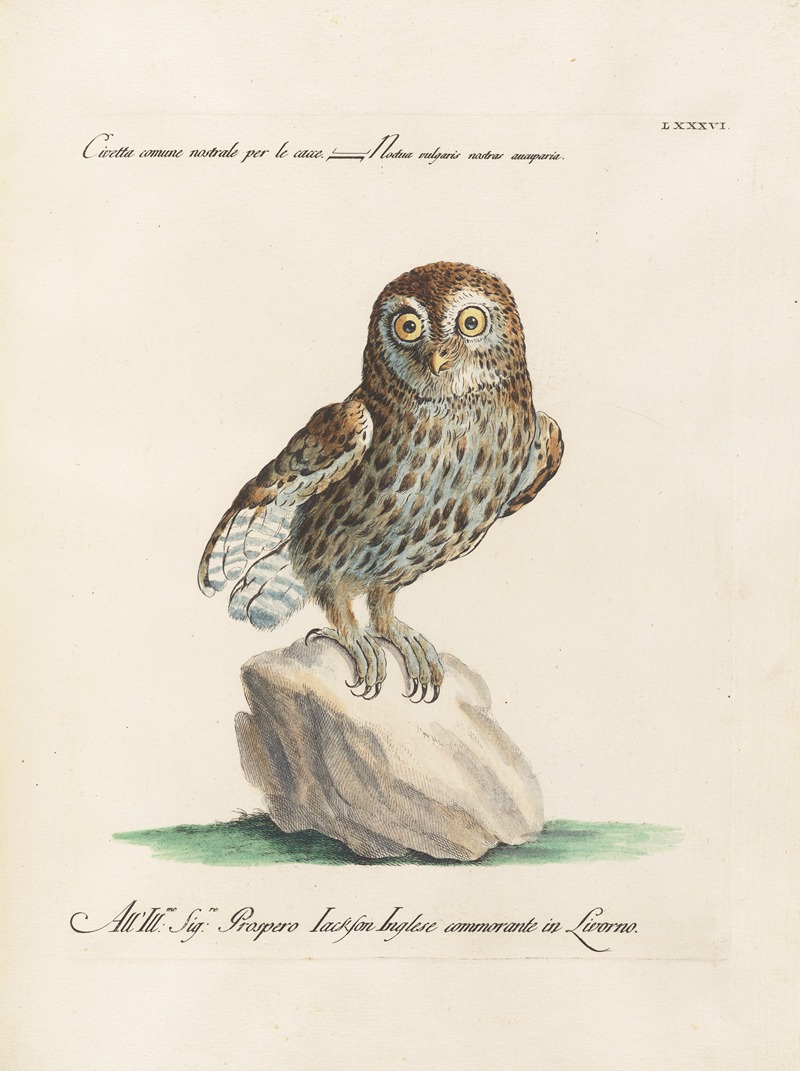 Ornithologia methodice digesta Pl.086 by Saverio Manetti, 1767-1776 — digital art print download