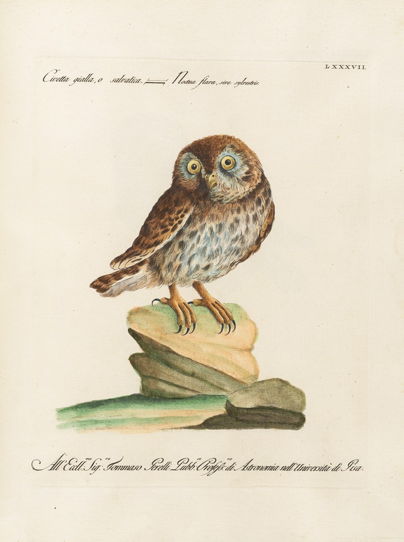 Ornithologia methodice digesta Pl.087 by Saverio Manetti, 1767-1776 — digital art print download