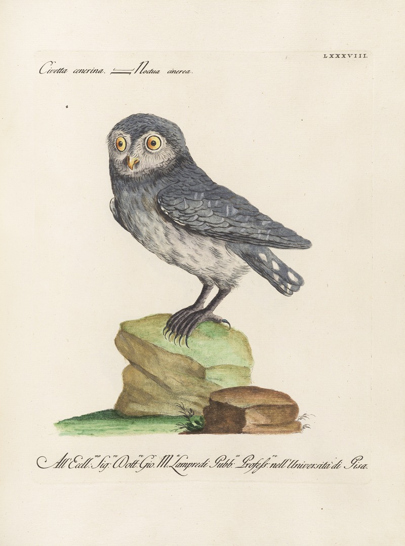 Ornithologia methodice digesta Pl.088 by Saverio Manetti, 1767-1776 — digital art print download
