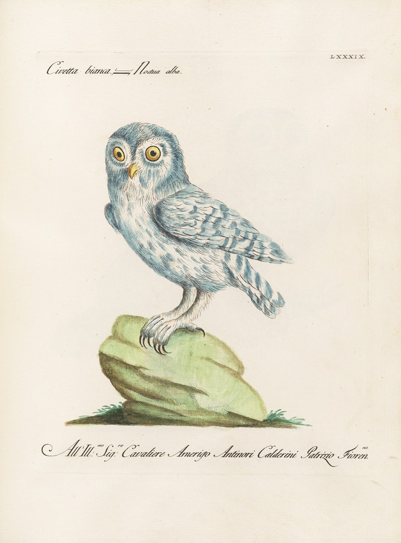 Ornithologia methodice digesta Pl.089 by Saverio Manetti, 1767-1776 — digital art print download