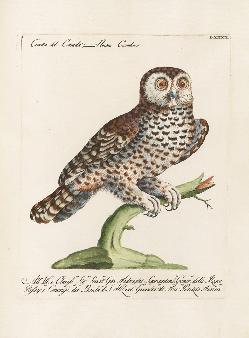 Ornithologia methodice digesta Pl.090 by Saverio Manetti, 1767-1776 — digital art print download