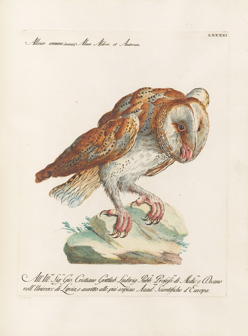 Ornithologia methodice digesta Pl.091 by Saverio Manetti, 1767-1776 — digital art print download