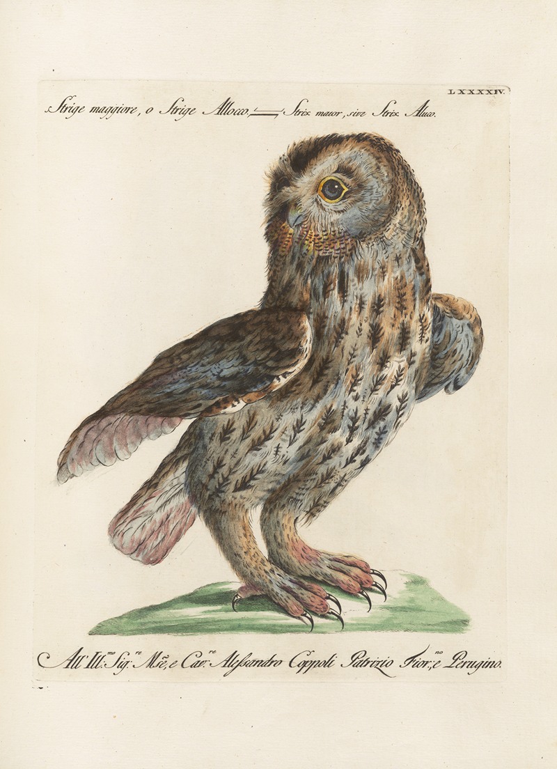 Ornithologia methodice digesta Pl.094 by Saverio Manetti, 1767-1776 — digital art print download