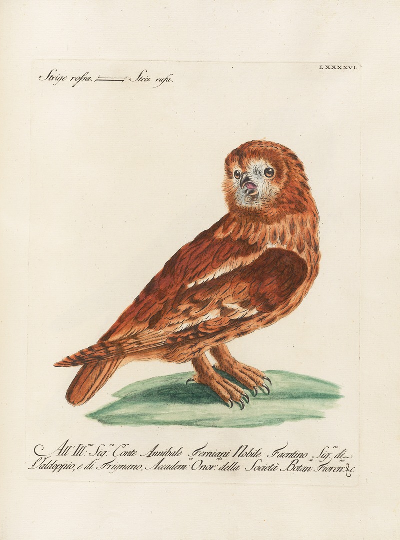 Ornithologia methodice digesta Pl.096 by Saverio Manetti, 1767-1776 — digital art print download
