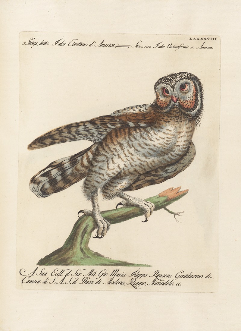 Ornithologia methodice digesta Pl.098 by Saverio Manetti, 1767-1776 — digital art print download