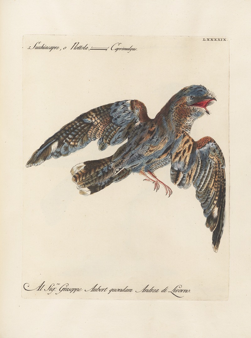 Ornithologia methodice digesta Pl.099 by Saverio Manetti, 1767-1776 — digital art print download