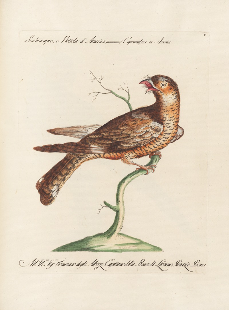 Ornithologia methodice digesta Pl.100 by Saverio Manetti, 1767-1776 — digital art print download