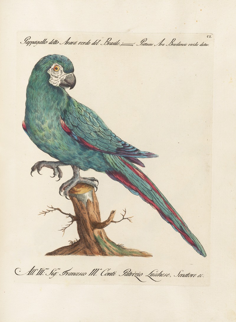 Ornithologia methodice digesta Pl.101 by Saverio Manetti, 1767-1776 — digital art print download
