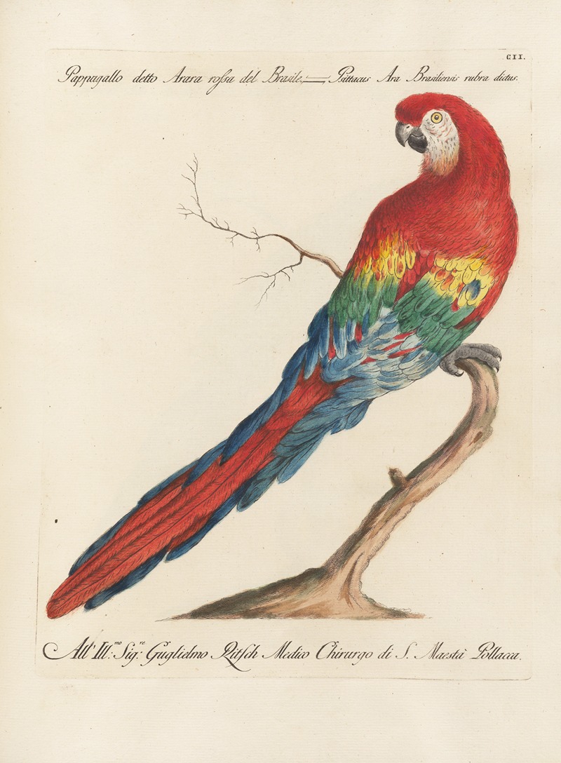 Ornithologia methodice digesta Pl.102 by Saverio Manetti, 1767-1776 — digital art print download