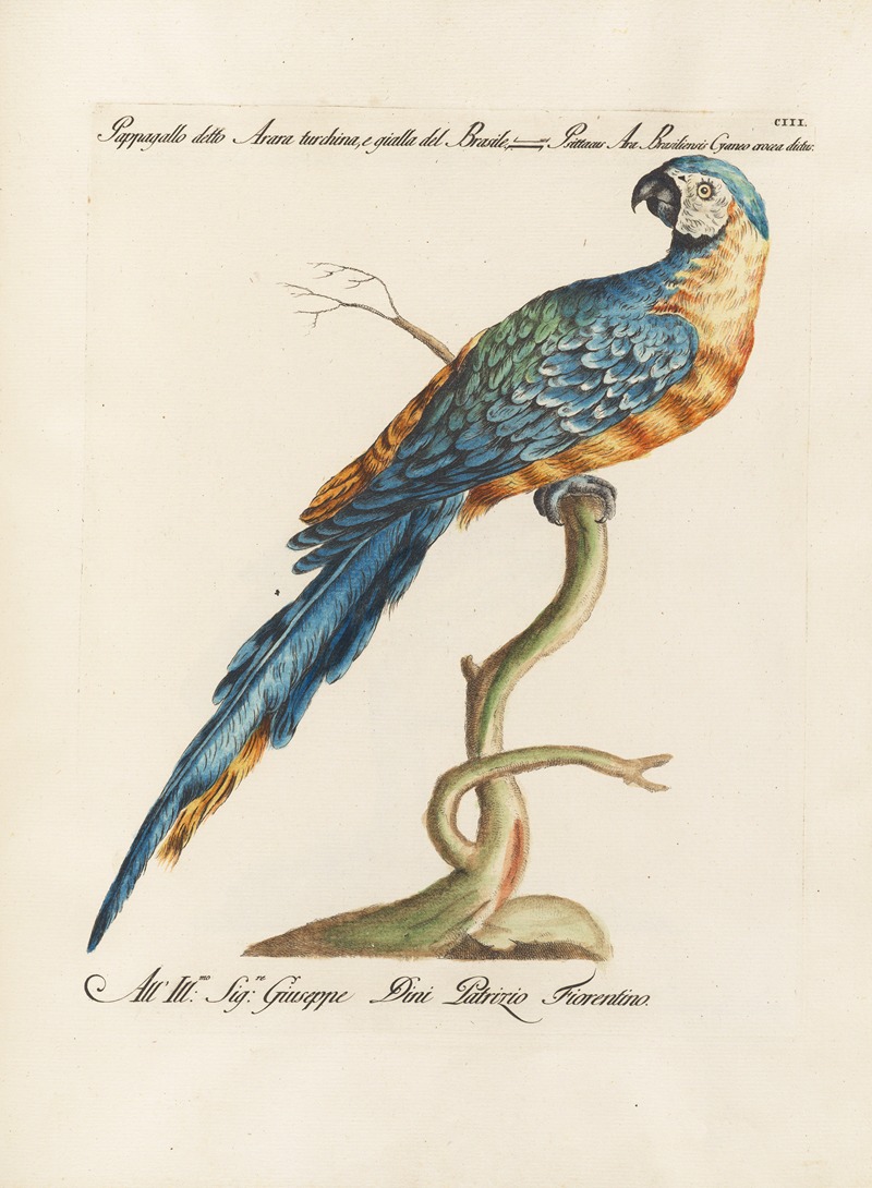 Ornithologia methodice digesta Pl.103 by Saverio Manetti, 1767-1776 — digital art print download