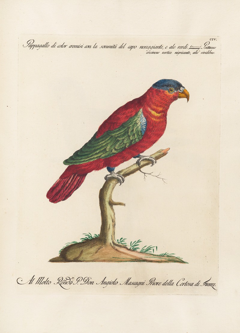 Ornithologia methodice digesta Pl.104 by Saverio Manetti, 1767-1776 — digital art print download