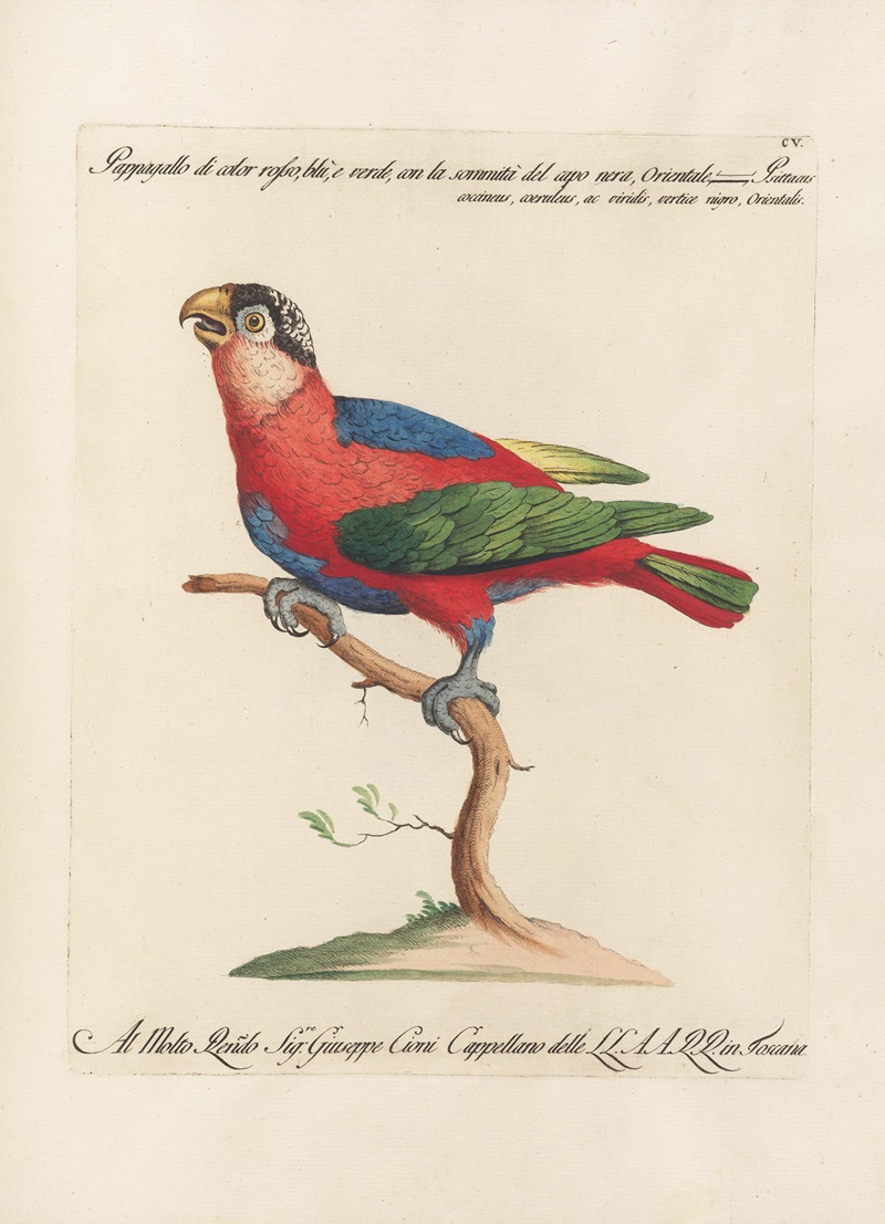 Ornithologia methodice digesta Pl.105 by Saverio Manetti, 1767-1776 — digital art print download