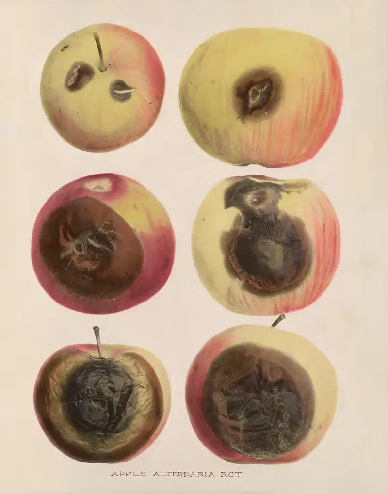 Apple Alternaria rot by U.S. Bureau of Plant Industry, 1920 — digital art print download