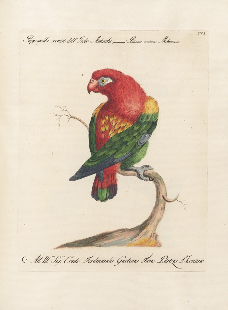 Ornithologia methodice digesta Pl.106 by Saverio Manetti, 1767-1776 — digital art print download