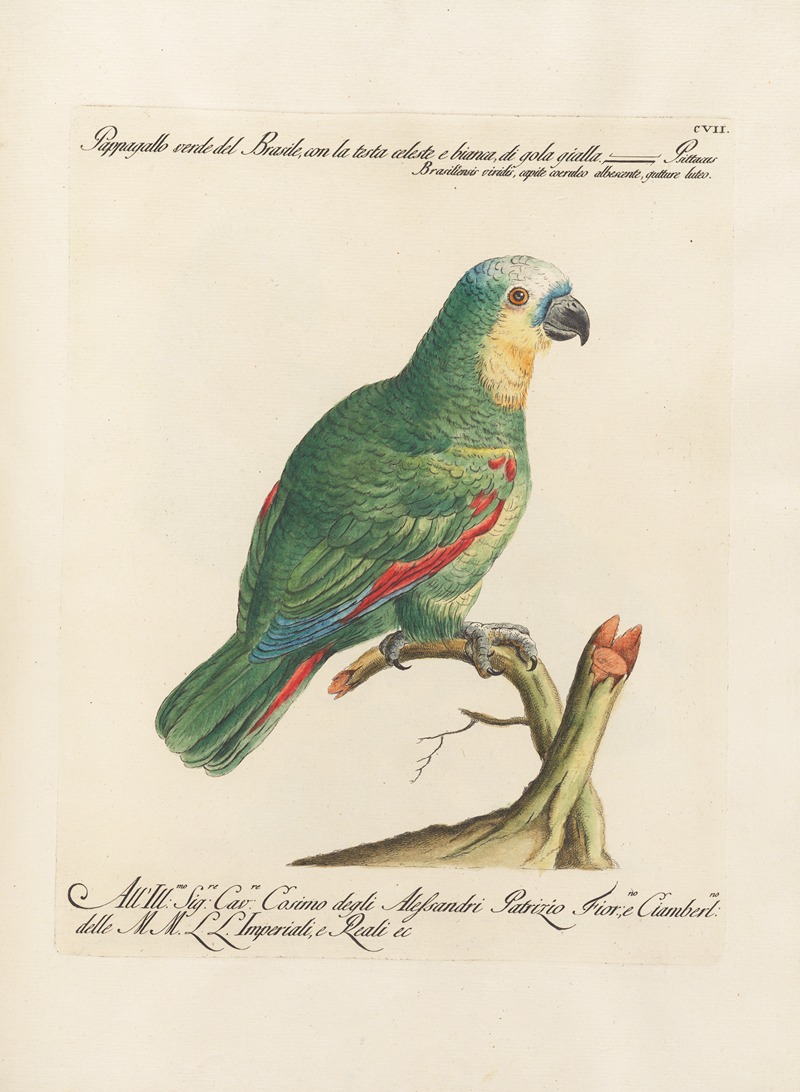 Ornithologia methodice digesta Pl.107 by Saverio Manetti, 1767-1776 — digital art print download