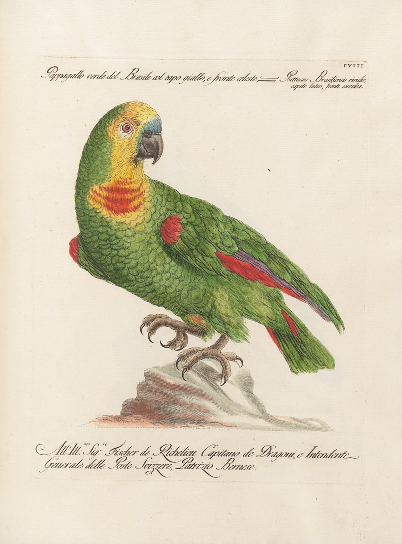 Ornithologia methodice digesta Pl.108 by Saverio Manetti, 1767-1776 — digital art print download