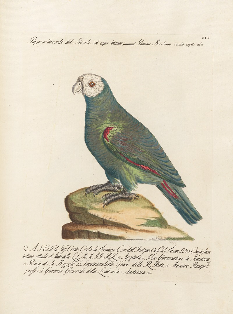Ornithologia methodice digesta Pl.109 by Saverio Manetti, 1767-1776 — digital art print download