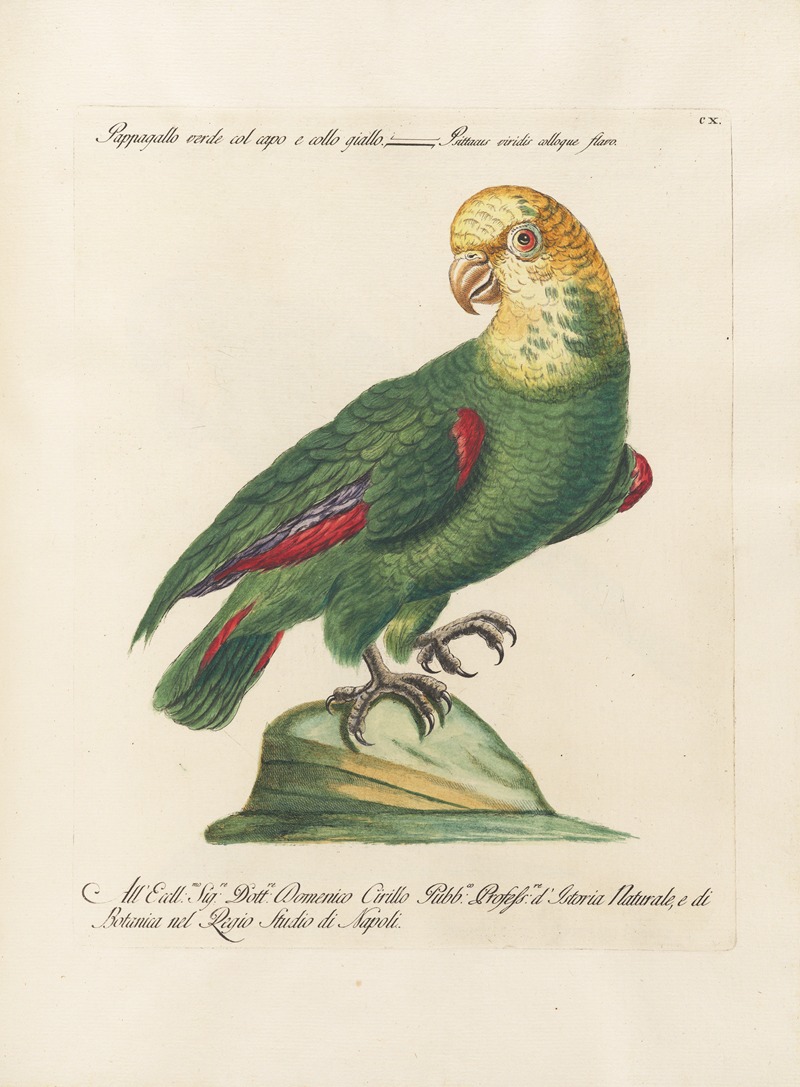Ornithologia methodice digesta Pl.110 by Saverio Manetti, 1767-1776 — digital art print download