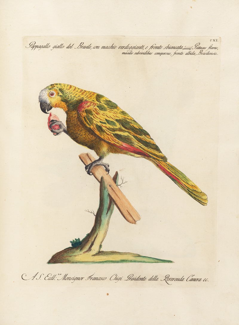 Ornithologia methodice digesta Pl.111 by Saverio Manetti, 1767-1776 — digital art print download