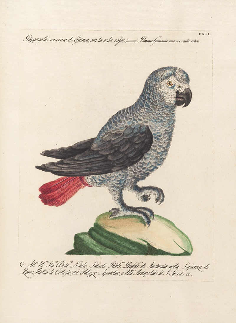 Ornithologia methodice digesta Pl.112 by Saverio Manetti, 1767-1776 — digital art print download