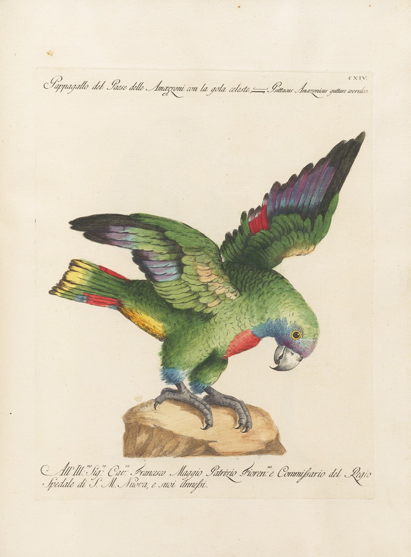 Ornithologia methodice digesta Pl.114 by Saverio Manetti, 1767-1776 — digital art print download