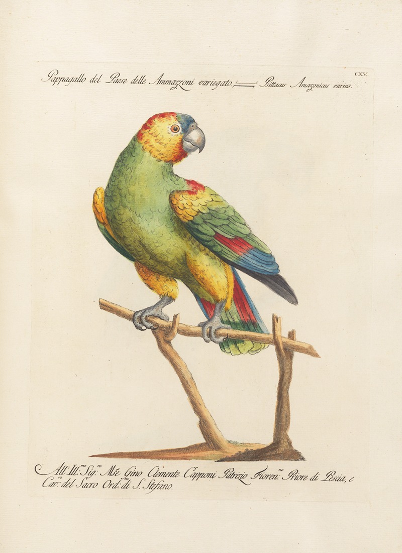 Ornithologia methodice digesta Pl.115 by Saverio Manetti, 1767-1776 — digital art print download