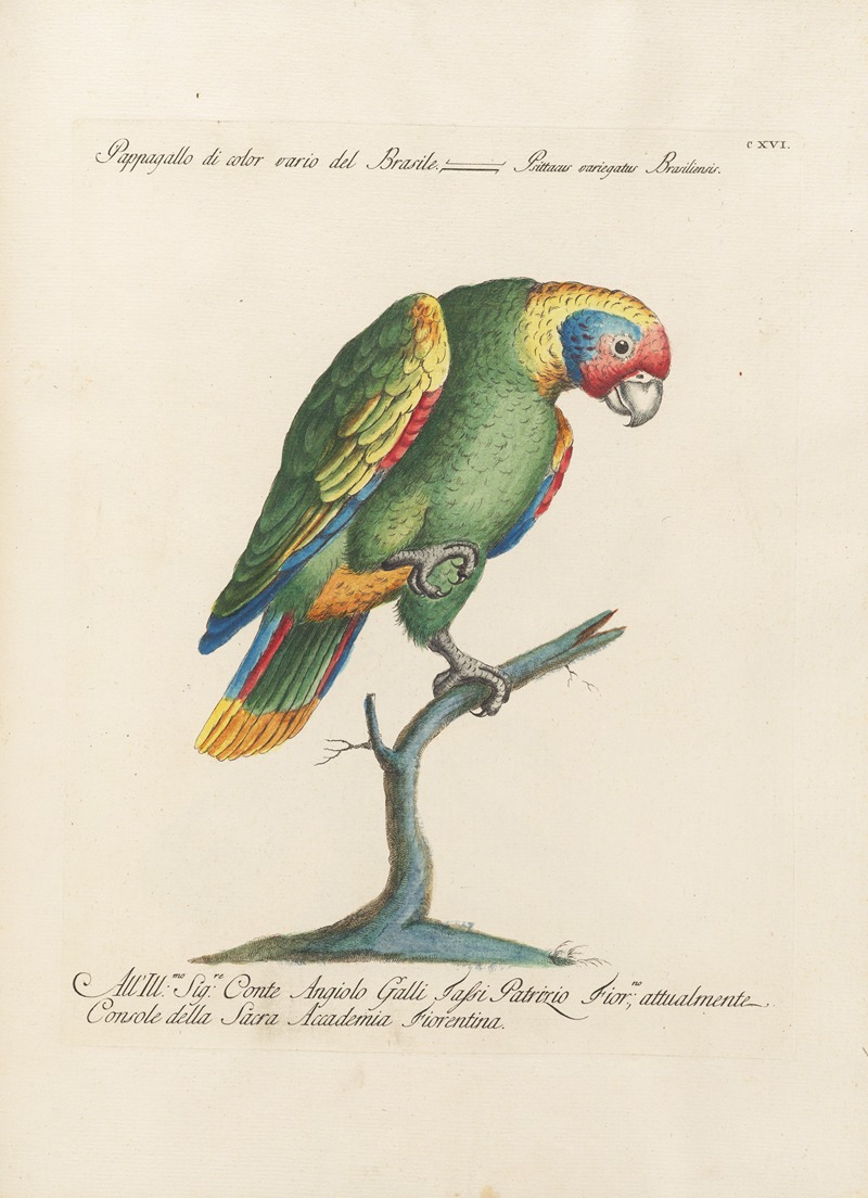 Ornithologia methodice digesta Pl.116 by Saverio Manetti, 1767-1776 — digital art print download