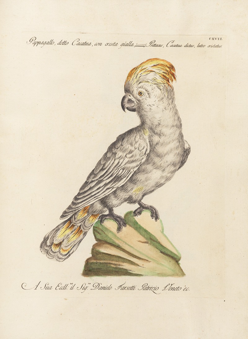 Ornithologia methodice digesta Pl.117 by Saverio Manetti, 1767-1776 — digital art print download