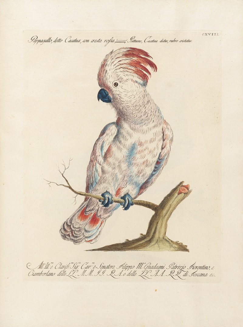 Ornithologia methodice digesta Pl.118 by Saverio Manetti, 1767-1776 — digital art print download