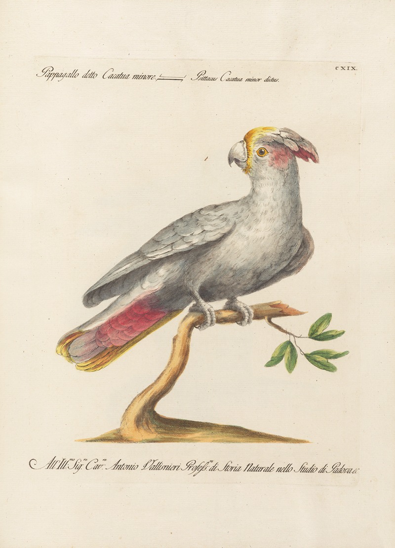 Ornithologia methodice digesta Pl.119 by Saverio Manetti, 1767-1776 — digital art print download