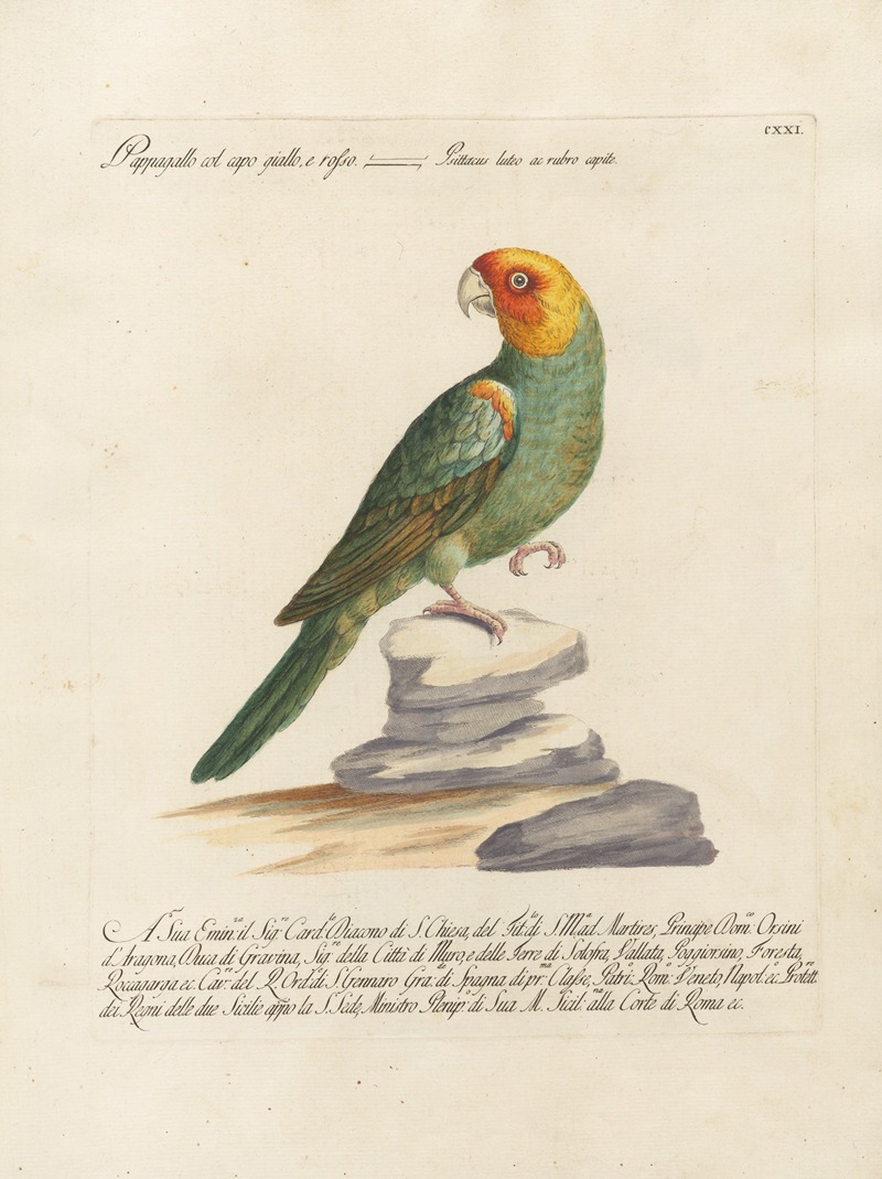 Ornithologia methodice digesta Pl.121 by Saverio Manetti, 1767-1776 — digital art print download