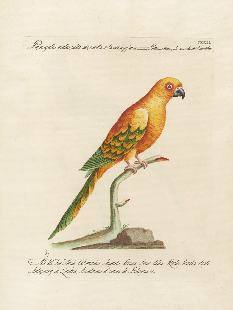 Ornithologia methodice digesta Pl.122 by Saverio Manetti, 1767-1776 — digital art print download