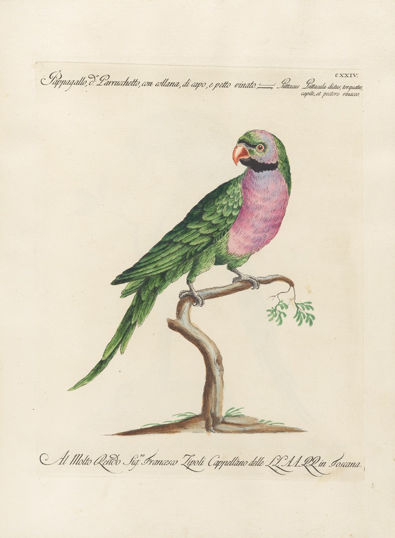 Ornithologia methodice digesta Pl.124 by Saverio Manetti, 1767-1776 — digital art print download