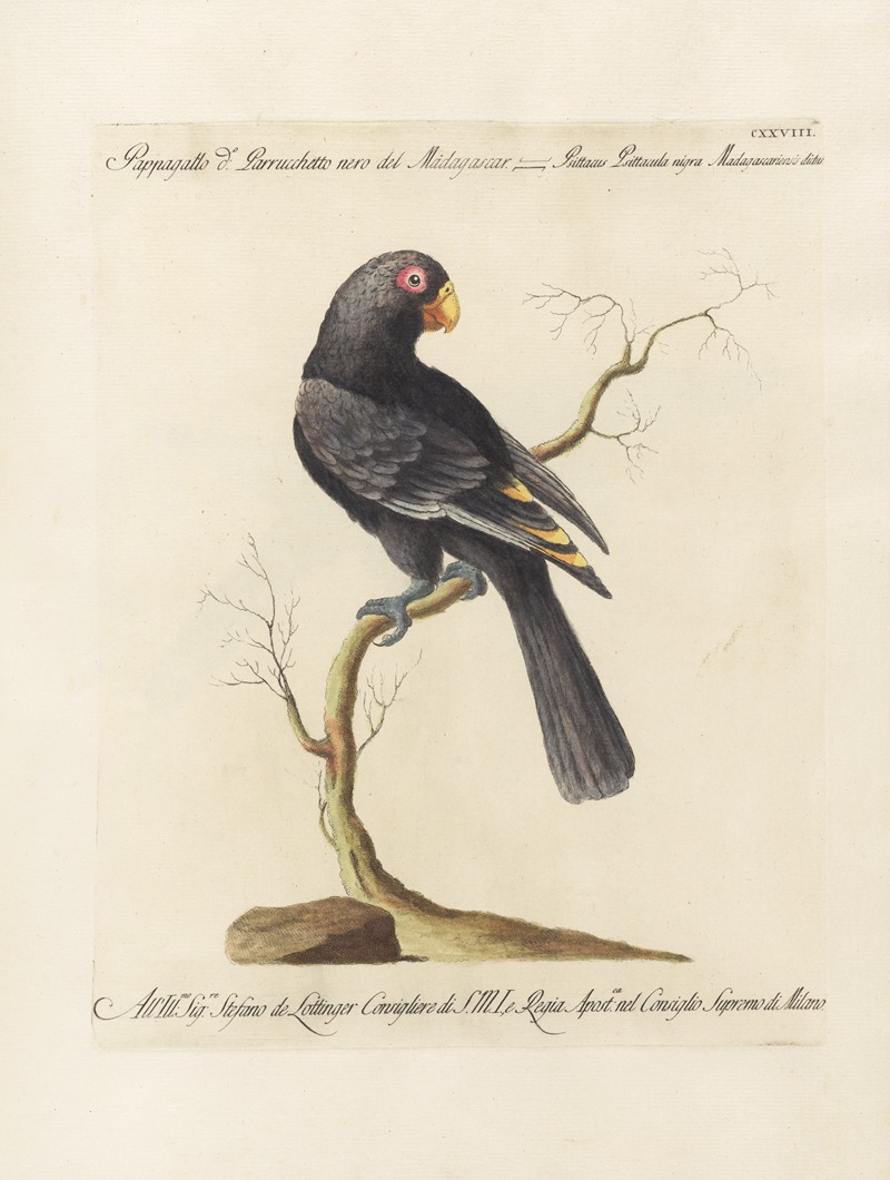 Ornithologia methodice digesta Pl.125 by Saverio Manetti, 1767-1776 — digital art print download
