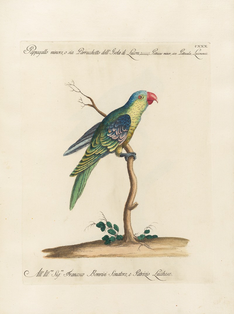 Ornithologia methodice digesta Pl.127 by Saverio Manetti, 1767-1776 — digital art print download