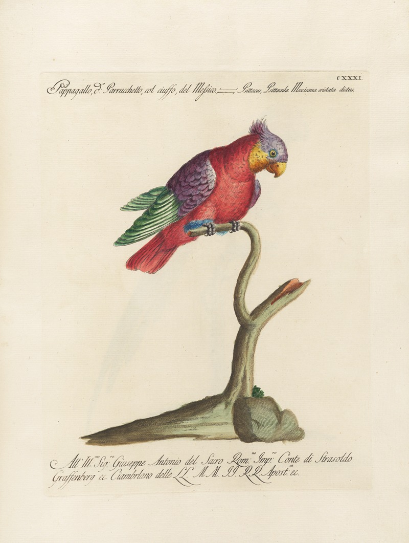 Ornithologia methodice digesta Pl.128 by Saverio Manetti, 1767-1776 — digital art print download