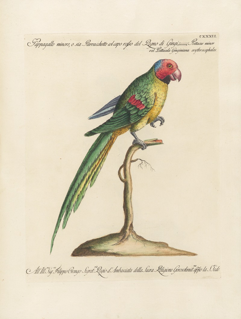 Ornithologia methodice digesta Pl.129 by Saverio Manetti, 1767-1776 — digital art print download