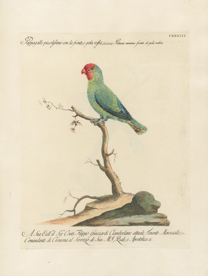 Ornithologia methodice digesta Pl.130 by Saverio Manetti, 1767-1776 — digital art print download