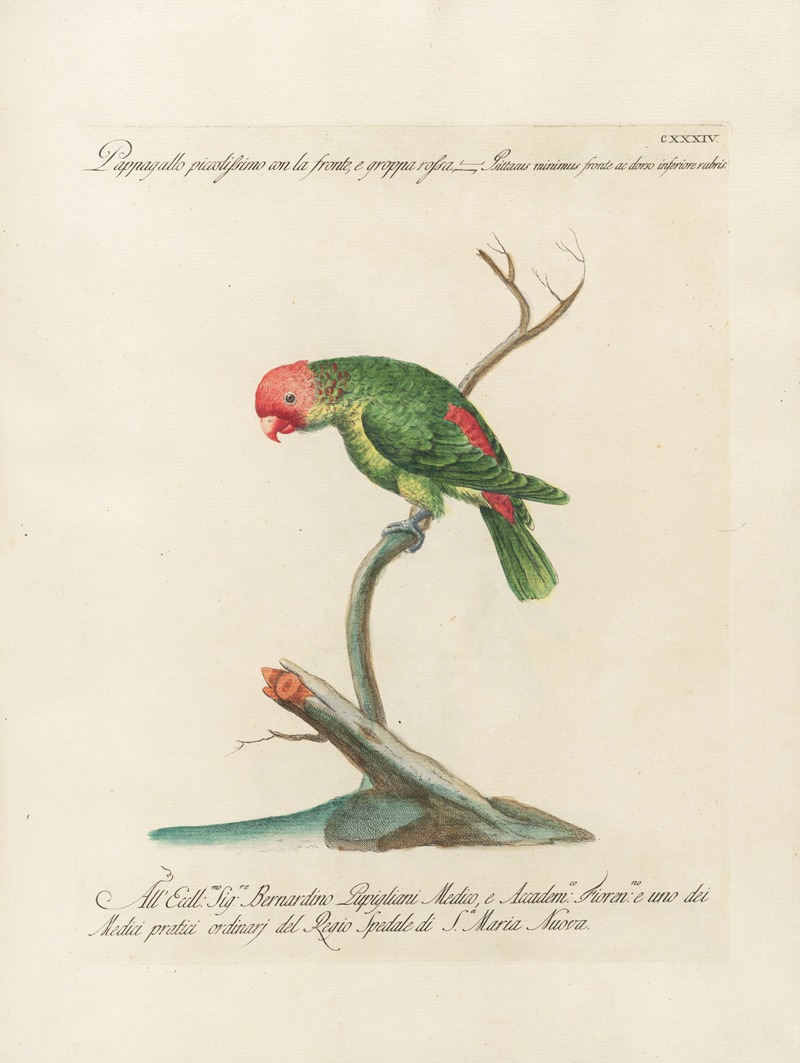 Ornithologia methodice digesta Pl.131 by Saverio Manetti, 1767-1776 — digital art print download