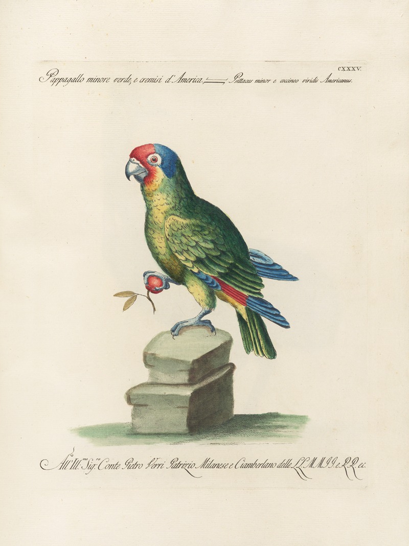 Ornithologia methodice digesta Pl.132 by Saverio Manetti, 1767-1776 — digital art print download