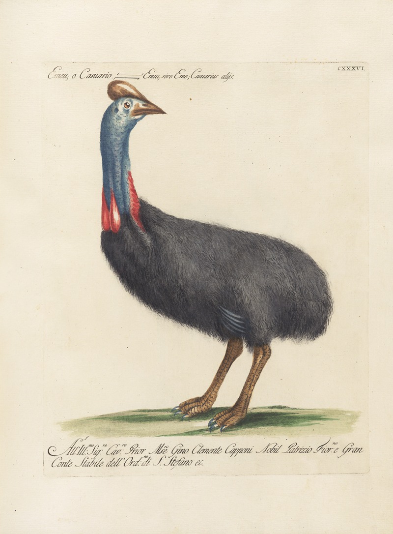 Ornithologia methodice digesta Pl.133 by Saverio Manetti, 1767-1776 — digital art print download